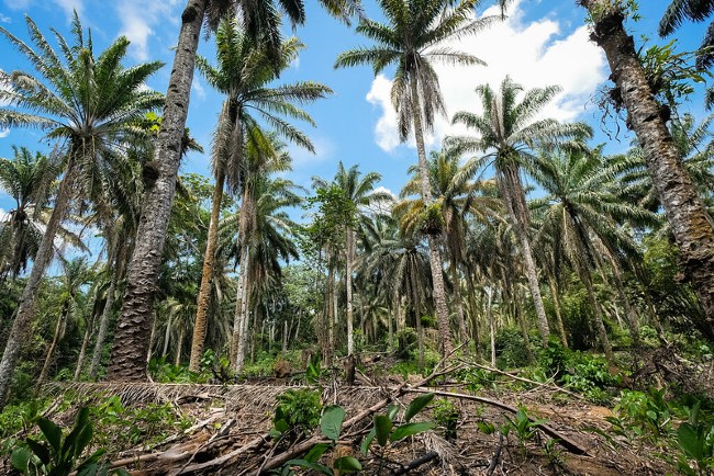 Palm oil tree plantation